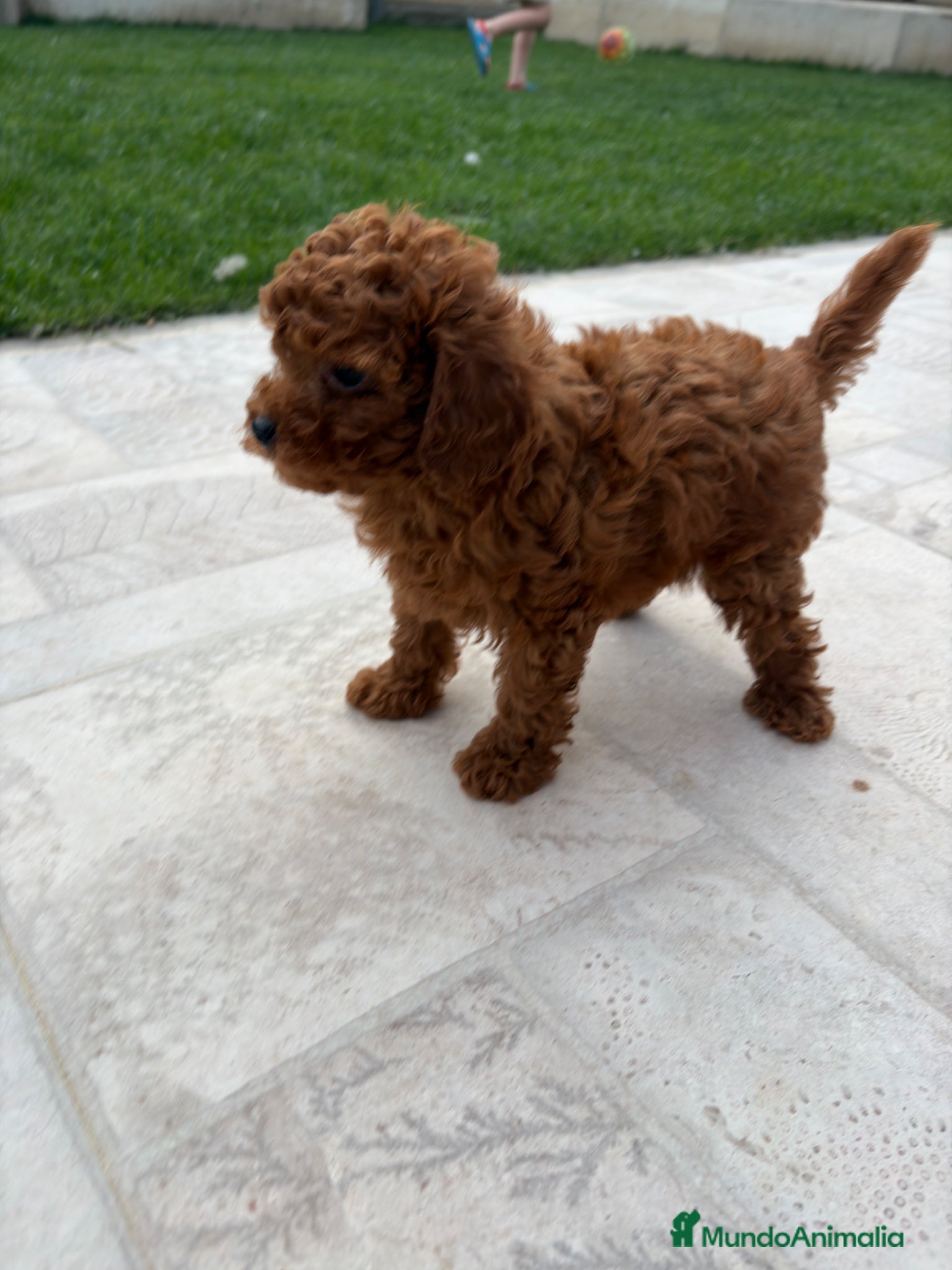 Caniche Toy perros Caniche mini Toy  - Anuncio 2