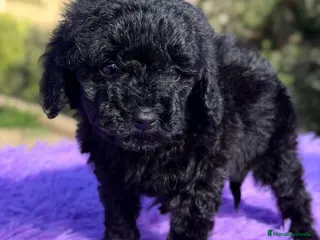 Caniche Toy perros CANICHE HEMBRA NEHRA AZABACHE - Anuncio 2