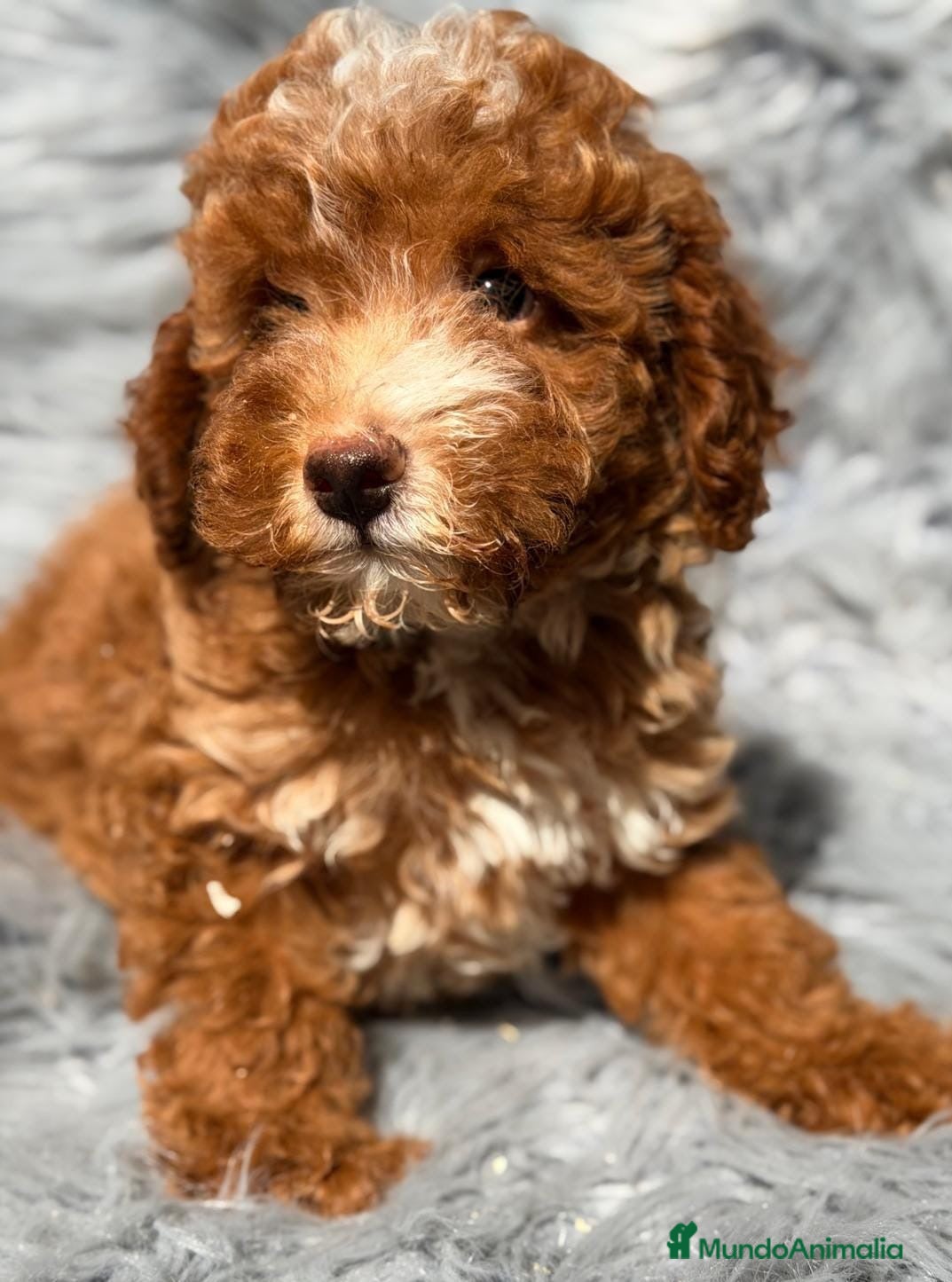 Maltipoo perros Preciosos maltipoo - Anuncio 3