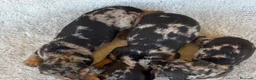 Teckel Miniatura perros en venta: Teckel - Anuncio 2