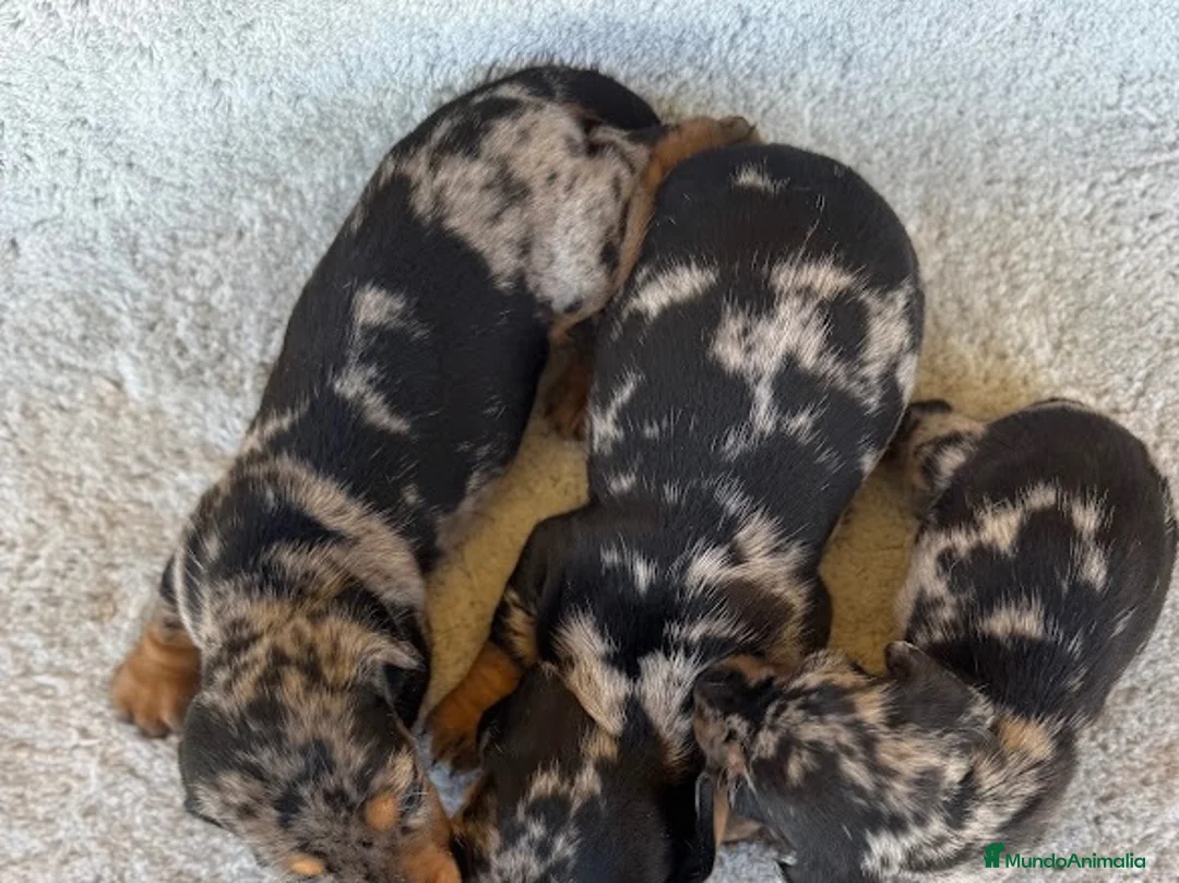 Teckel Miniatura perros en venta: Teckel - Anuncio 2