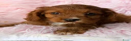 Cavapoo perros en venta: Cavapoo rojo  - Anuncio 3