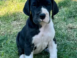 Dogo Alemán perros Dogo aleman - Anuncio 2