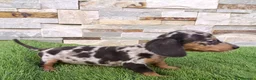 Teckel Miniatura perros en venta: Cachorro de Teckel Arlequin  - Anuncio 2