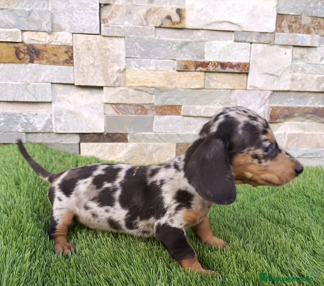 Teckel Miniatura perros en venta: Cachorro de Teckel Arlequin  - Anuncio 2