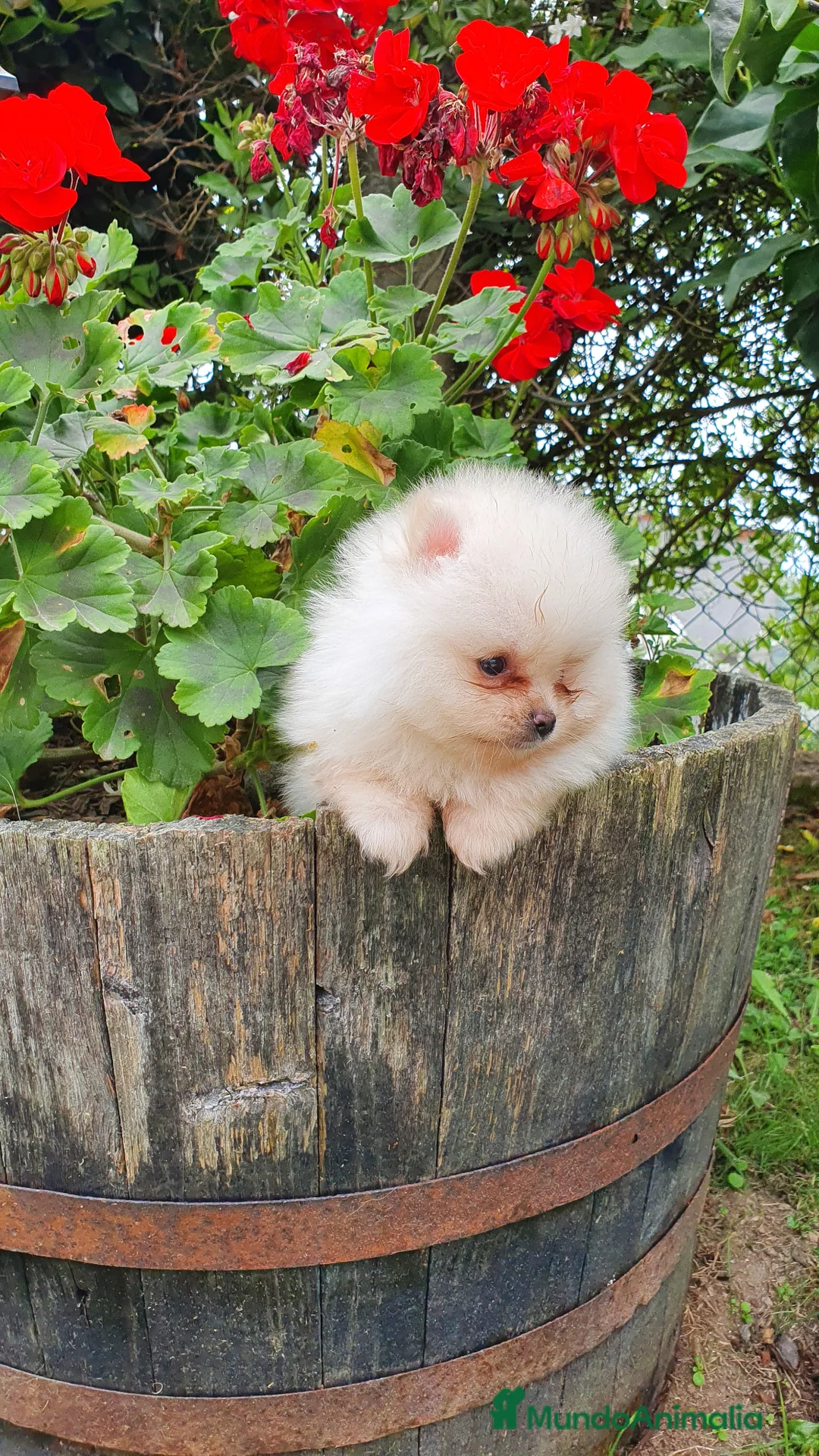 Pomerania perros en venta: Pomerania mini  - Anuncio 2