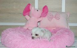 Chihuahua perros en venta: CHIHUAHUAS  - Imagen 10