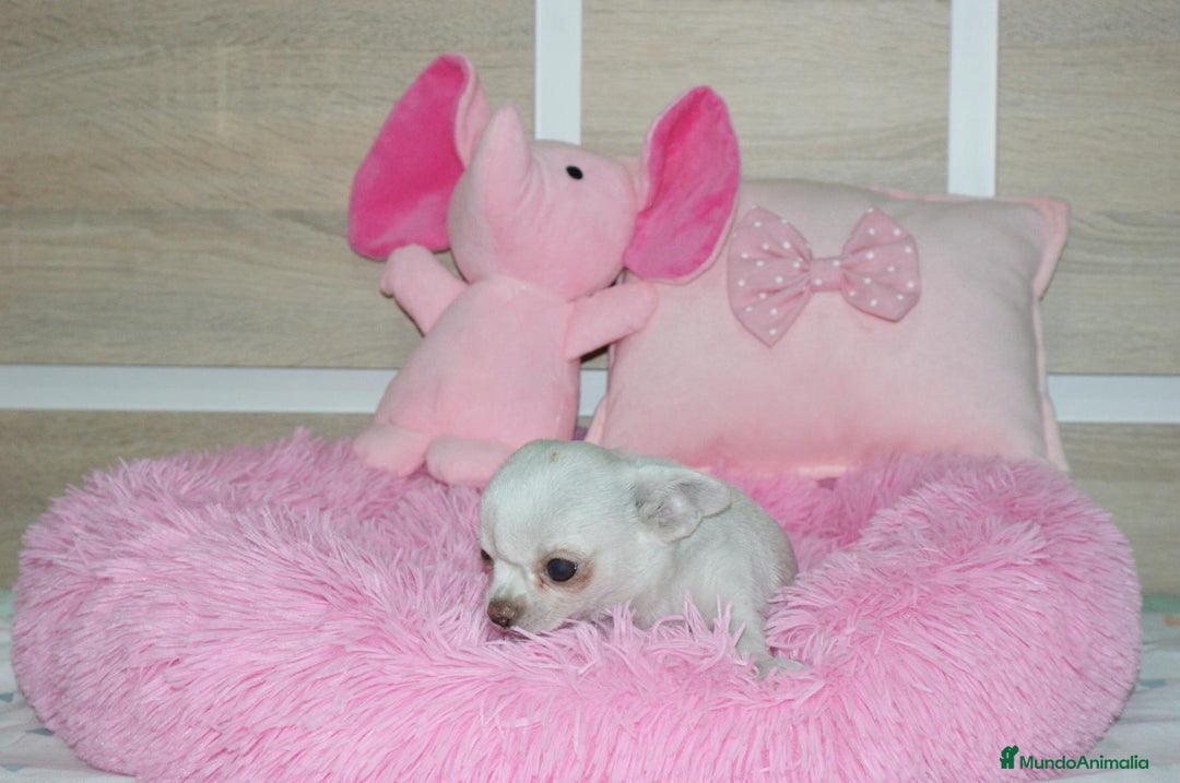 Chihuahua perros en venta: CHIHUAHUAS  - Imagen 10