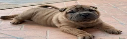 Shar Pei perros en venta: CACHORROS SHAR PEI CALIDAD en Málaga - Anuncio 7