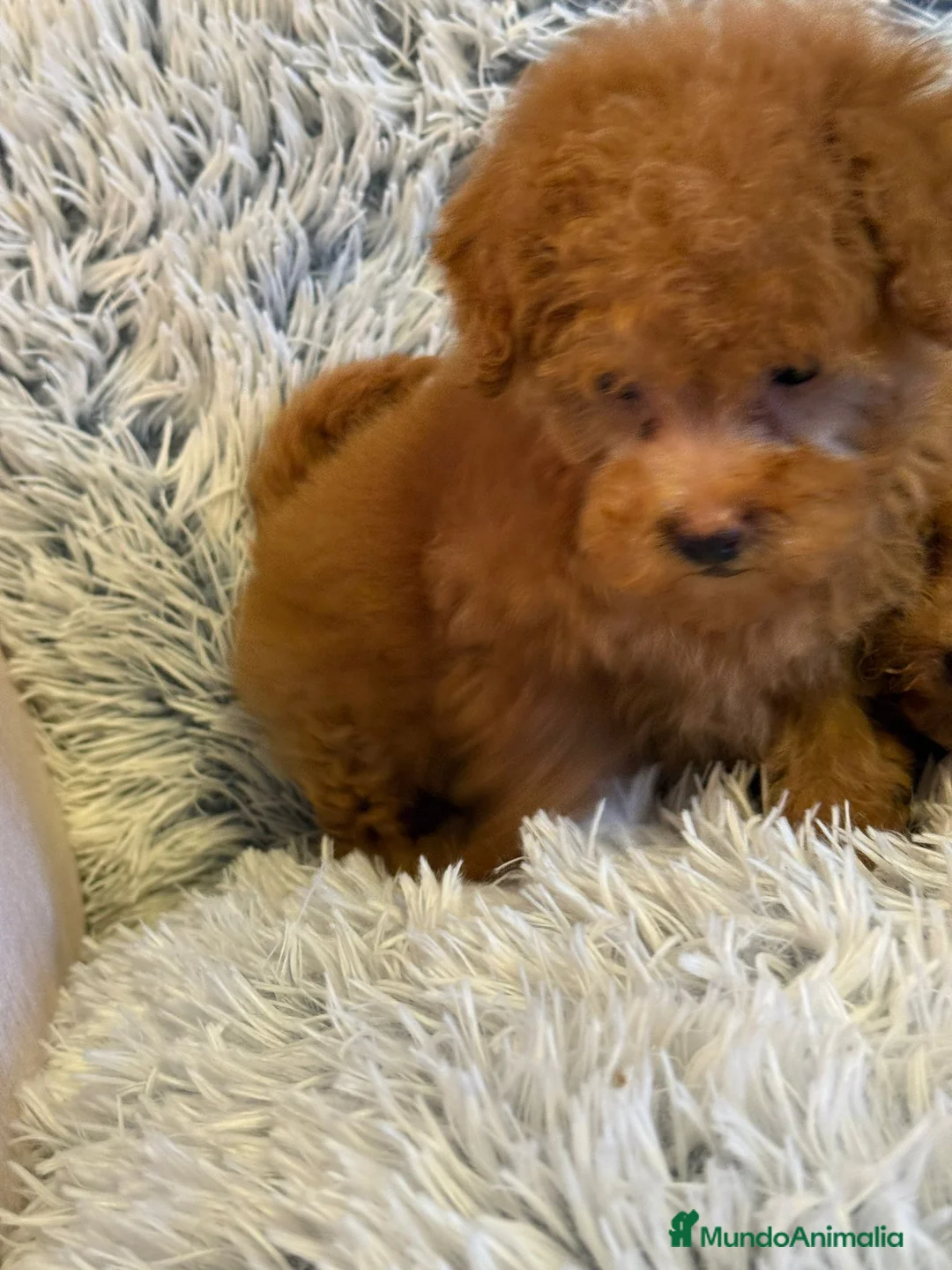 Caniche Toy perros en venta: Caniche toy - Anuncio 2