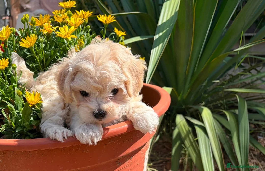 Maltipoo perros en venta: Maltipoo macho disponible toy - Anuncio 2