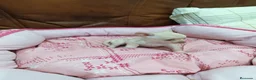 Chihuahua perros en venta: CHIHUAHUA TOY - Anuncio 9
