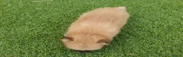 Pomerania perros en venta: Pomeranias mini ositas - Anuncio 4