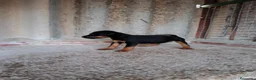 Otras razas perros en venta: Jack terrier de Calidad  - Anuncio 4