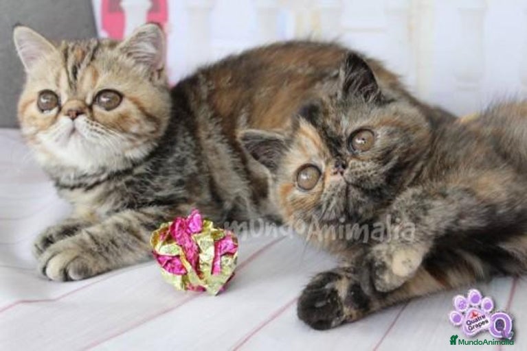 Imagen de galería {{count}}