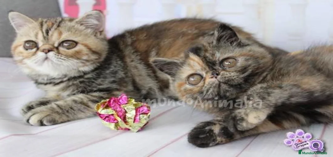 Imagen de galería {{count}}