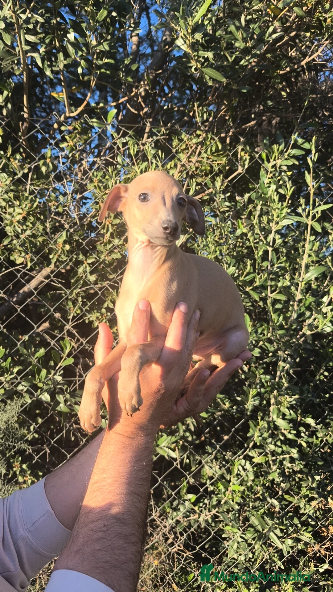 Pequeño Lebrel Italiano perros en venta: Pequeño lebrel Italiano FincaPaunais  - Anuncio 1