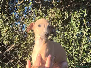Pequeño Lebrel Italiano perros Pequeño lebrel Italiano FincaPaunais - Anuncio 3