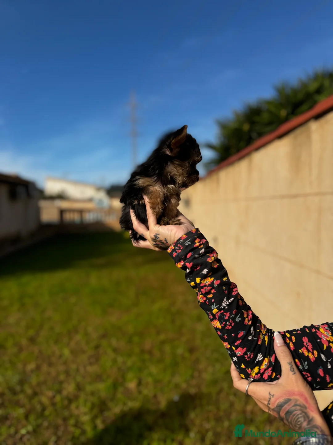 Yorkshire Terrier perros en venta: Yorkshire Toy en Illes Balears - Anuncio 3