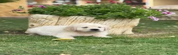 Golden Retriever perros en venta: Golden Retriever  - Anuncio 4