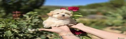 Maltipoo perros en venta: Maltipoo excelentes y diminutos cachorritos!!! - Anuncio 2