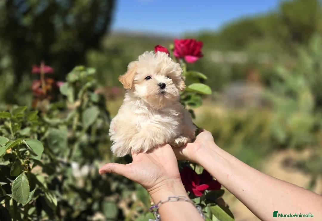 Maltipoo perros en venta: Maltipoo excelentes y diminutos cachorritos!!! - Anuncio 2