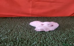 Bichón Maltés perros en venta: Bichon Maltés  - Imagen 2