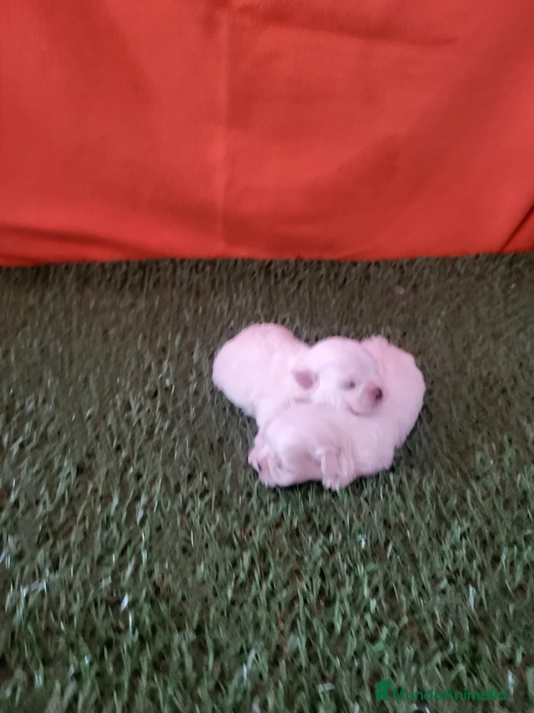 Bichón Maltés perros en venta: Bichon Maltés  - Anuncio 2
