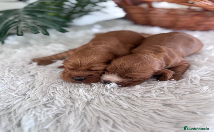 Cocker Spaniel Inglés perros COCKER SPANIEL INGLES - Anuncio 2