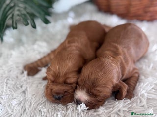 Cocker Spaniel Inglés perros COCKER SPANIEL INGLES - Anuncio 2