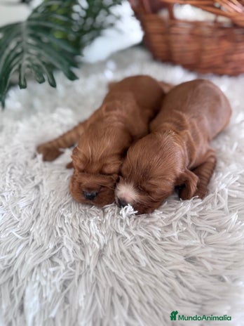 Cocker Spaniel Inglés perros COCKER SPANIEL INGLES - Anuncio 1