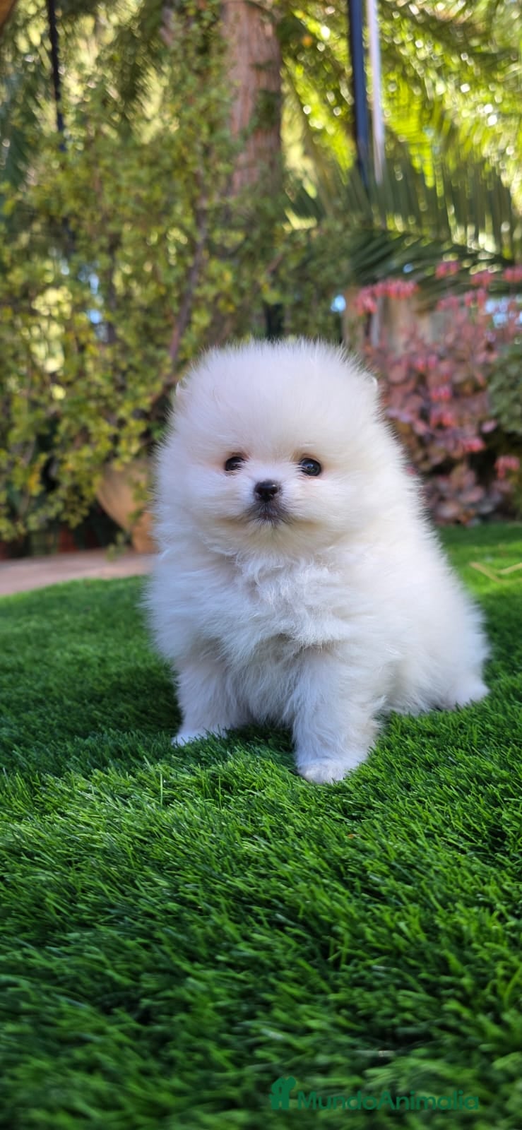 Pomerania perros Pomeranias de altísima calidad, los más pequeños! - Anuncio 2