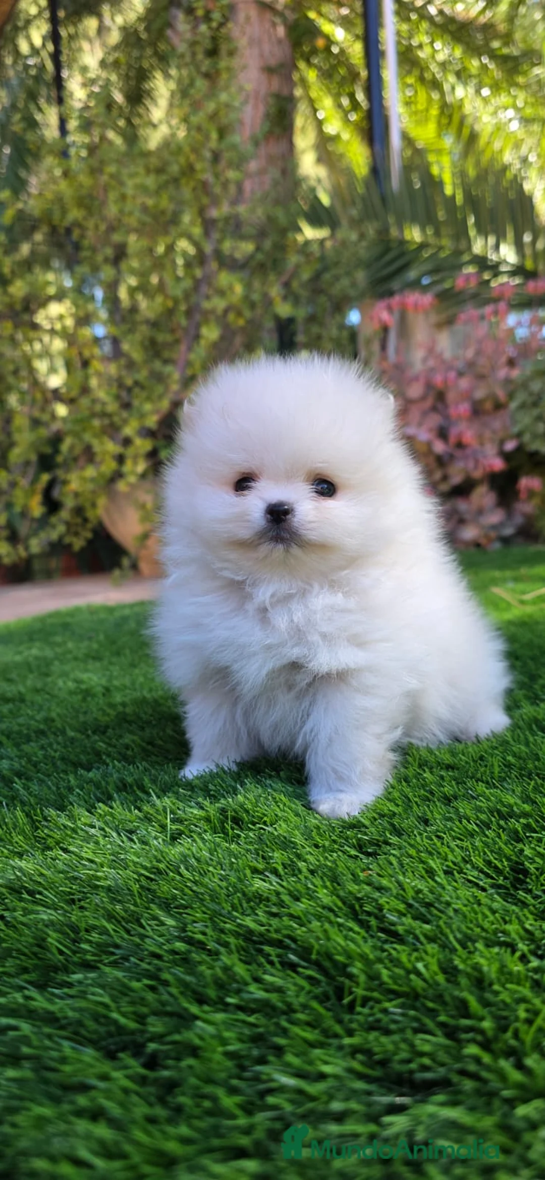 Pomerania perros en venta: Pomeranias de altísima calidad, los más pequeños! - Anuncio 1