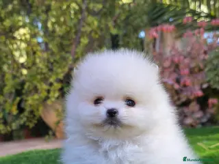 Pomerania perros Pomeranias de altísima calidad, los más pequeños! - Anuncio 2