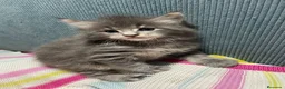 Maine Coon gatos en venta: Rey- Diez cattery  - Anuncio 22