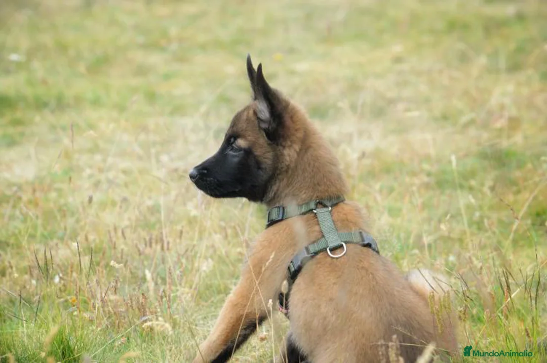 Imagen de galería {{count}}