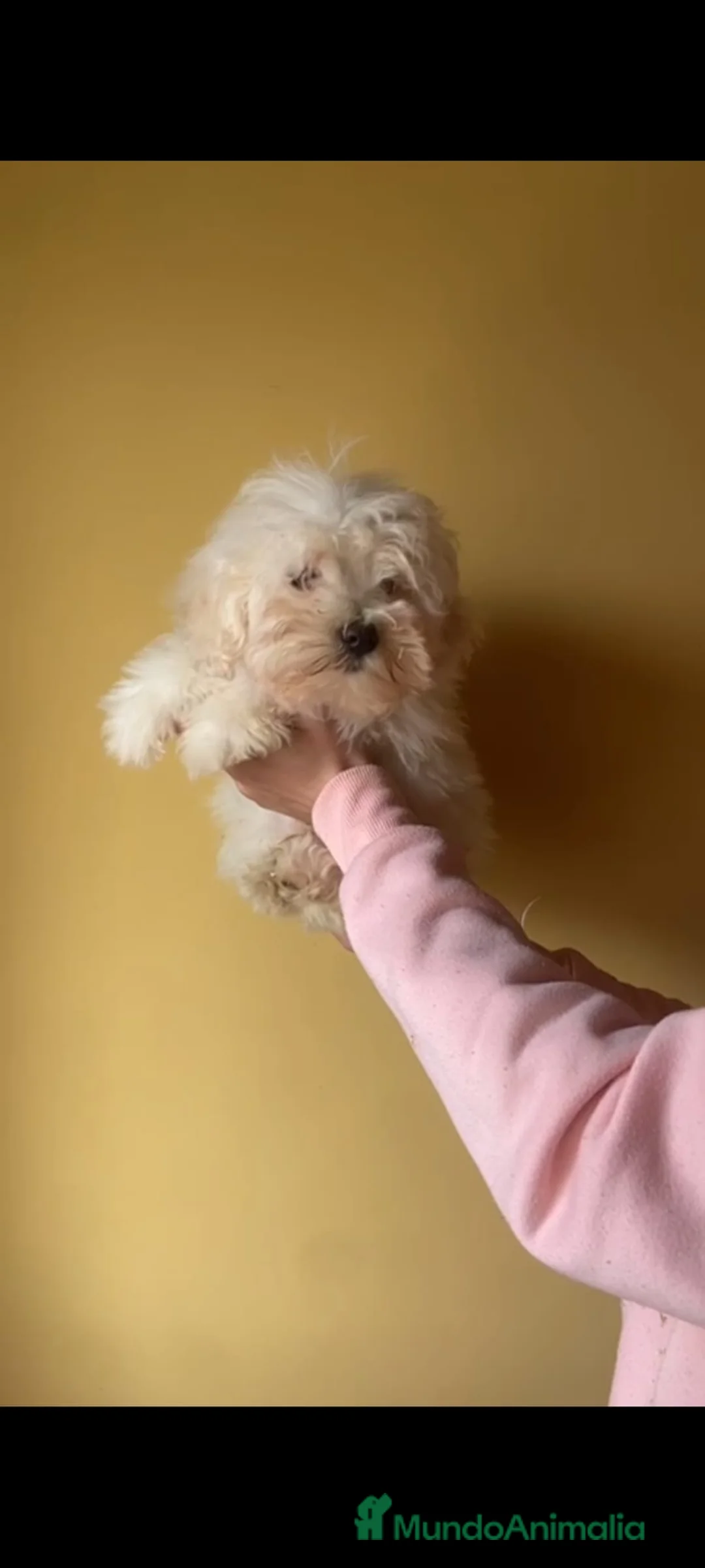 Maltipom perros en venta: Maltipoo toy - Anuncio 5