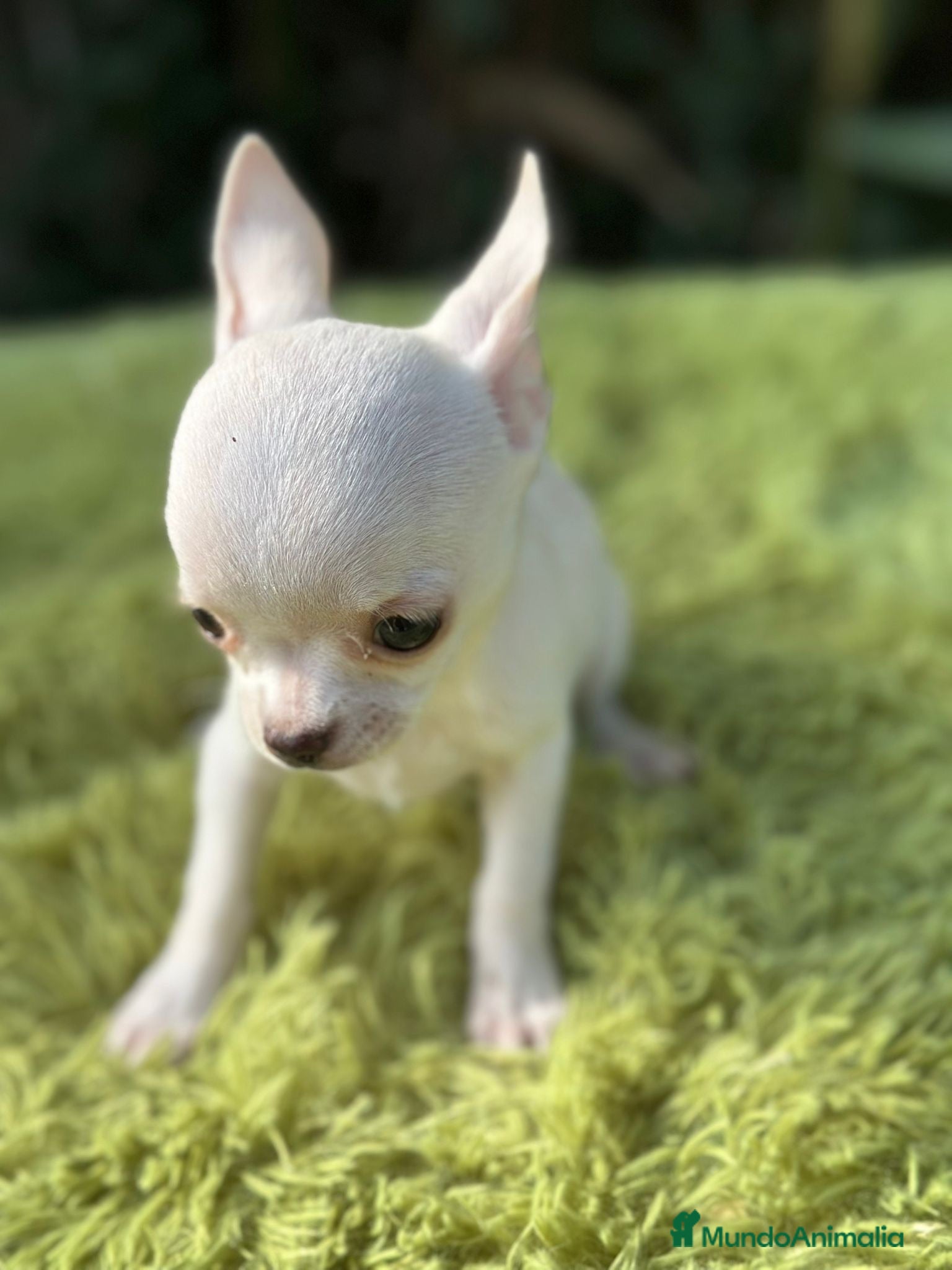 Chihuahua perros Chihuahua microtoy  - Anuncio 2