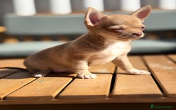 Chihuahua perros en venta: Chihuahua toy cabeza manzana 🍏 - Imagen 9