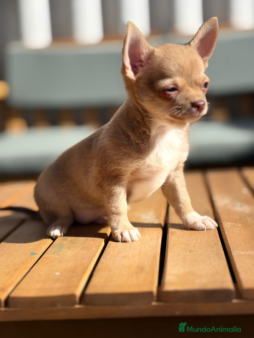 Chihuahua perros en venta: Chihuahua toy cabeza manzana 🍏 - Imagen 9