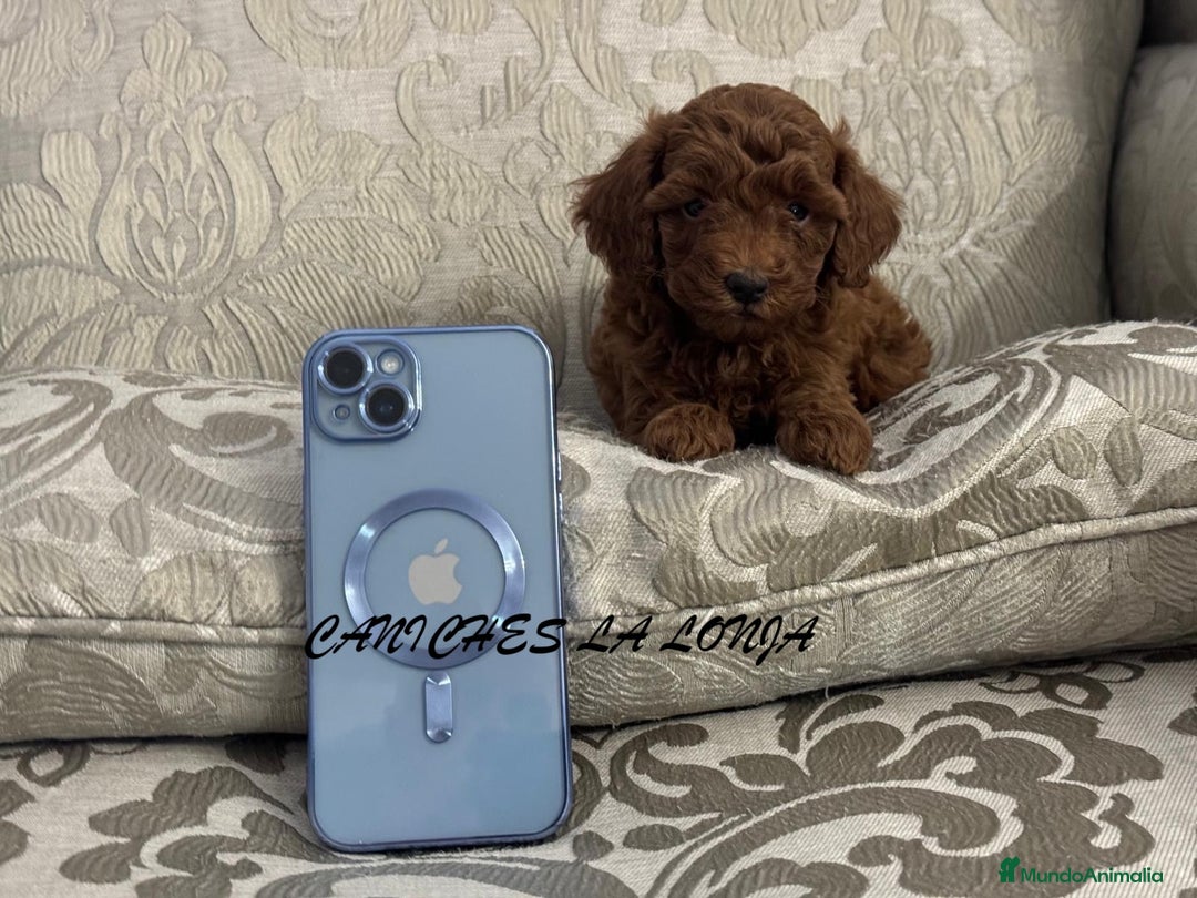 Caniche Toy perros en venta: caniche toy - Imagen 2
