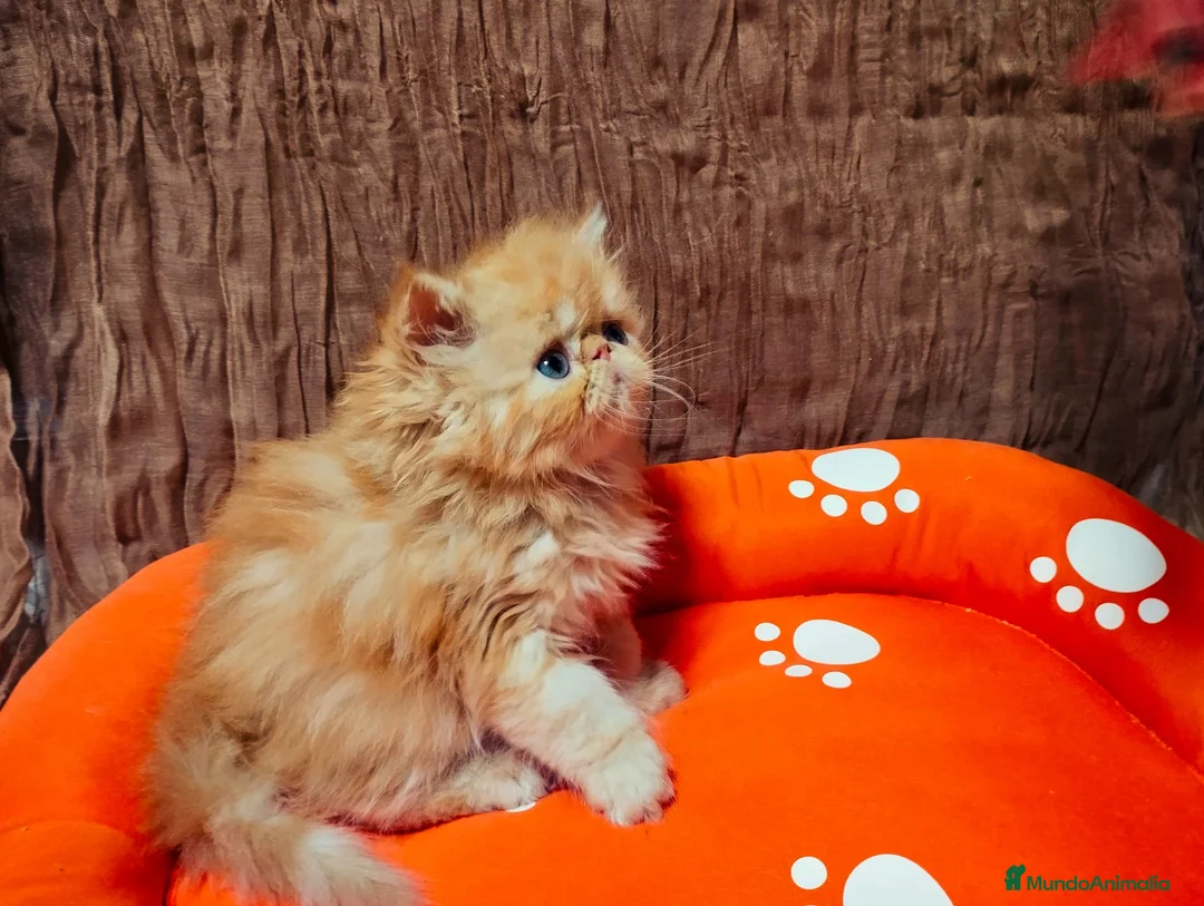 Persa gatos en venta: Gatos persas  - Anuncio 2