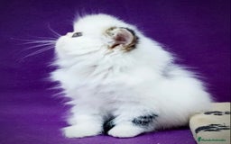 Persa gatos en venta: Gatita persa (exo LH) bicolor Brown tabby en Murcia - Imagen 2
