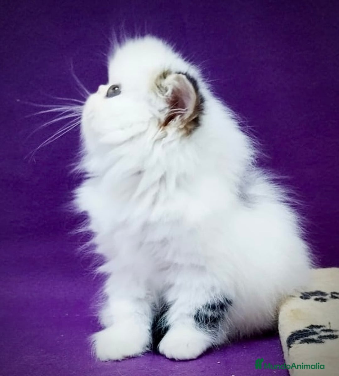 Persa gatos en venta: Gatita persa (exo LH) bicolor Brown tabby en Murcia - Imagen 2