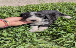 Perro de Agua Español perros en venta: Perro de agua  - Imagen 13