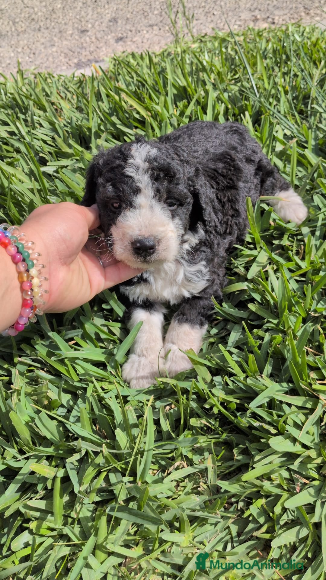 Perro de Agua Español perros en venta: Perro de agua  - Imagen 13