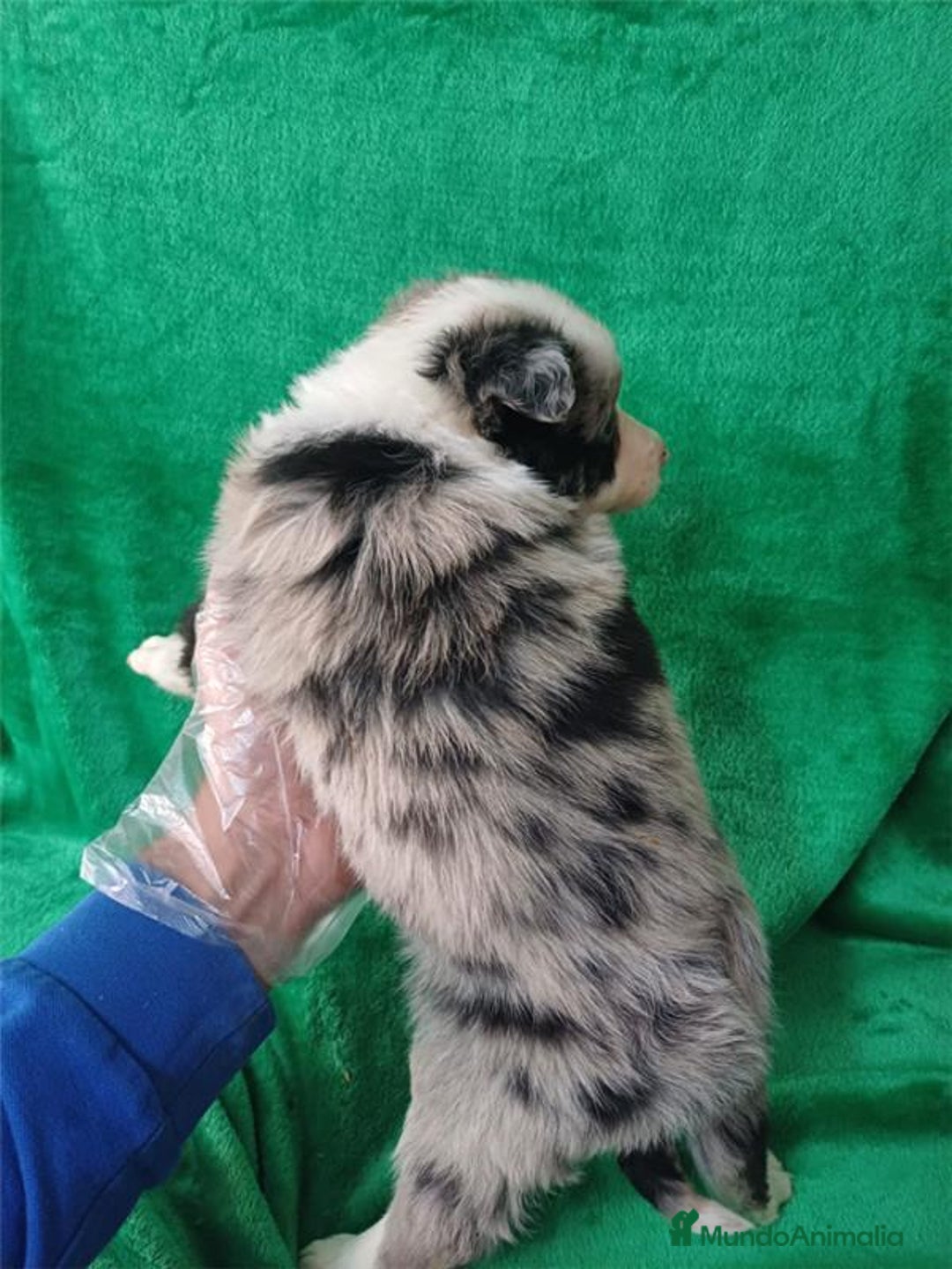 Border Collie perros en venta: Border Collie Merle  - Anuncio 2