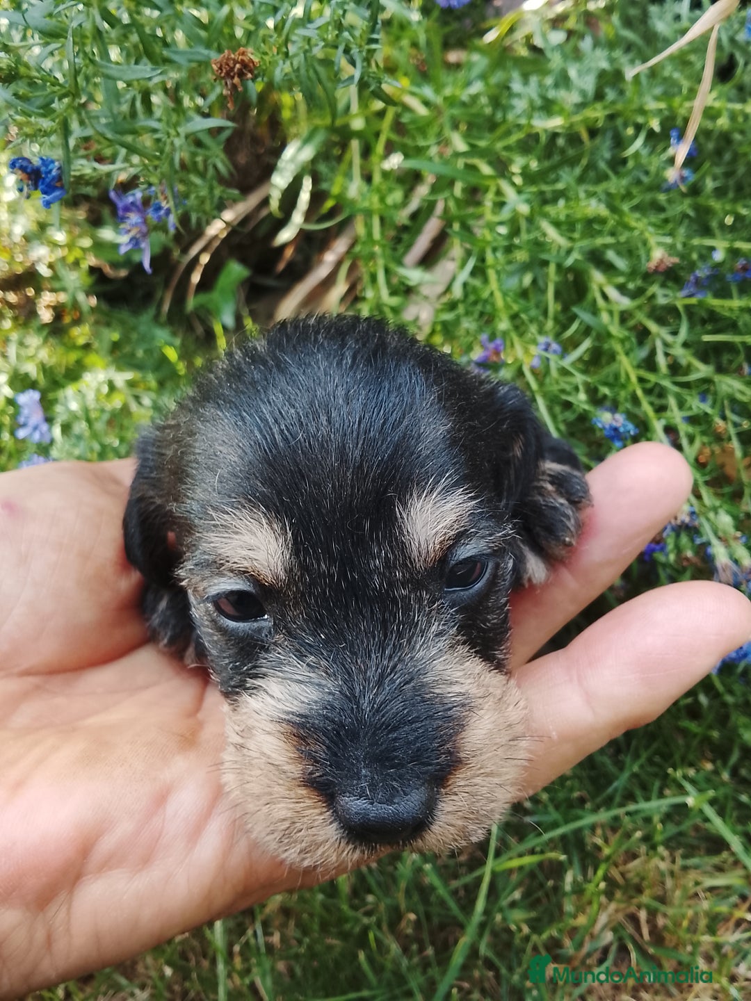Teckel perros en venta: Teckel de pelo duro  - Imagen 5