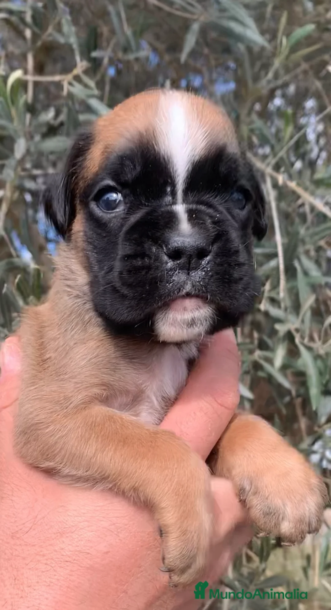 Boxer perros en venta: Magníficos cachorros BOXER, excelente genealogía - Anuncio 2