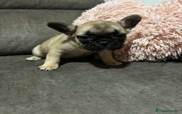 Bulldog Francés perros en venta: Bulldog Francés macho Fawn - Imagen 3
